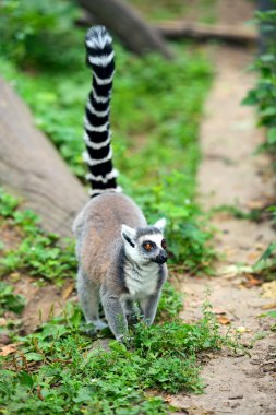 Lemur catta