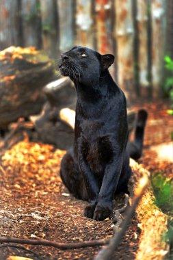 leopar portre