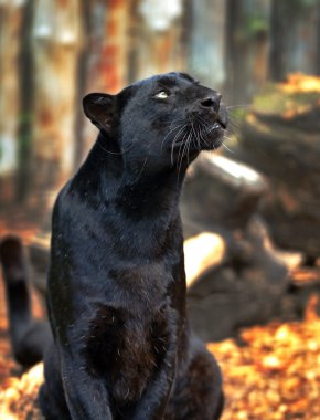leopar portre