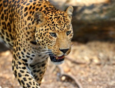 leopar portre