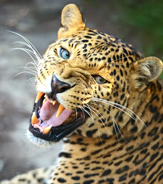 Leopard — Stockfoto