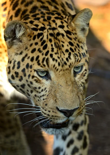 Leopard portrait — Stock Photo, Image