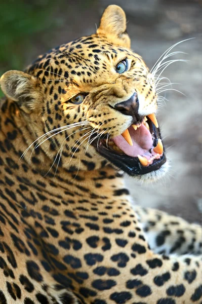 Leopar portre — Stok fotoğraf