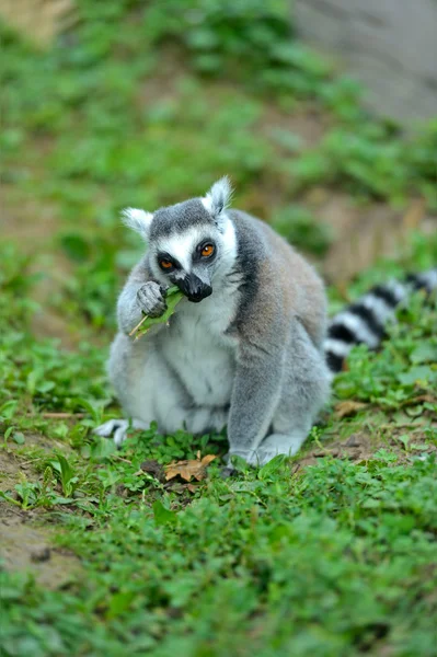 Lemur catta — Stock Photo, Image