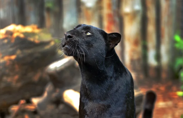 Retrato de leopardo — Fotografia de Stock