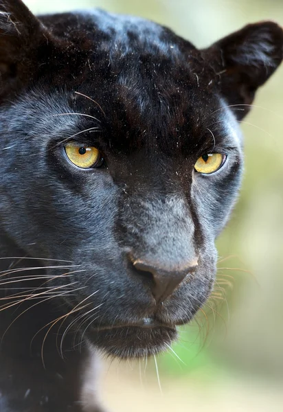 Leopard porträtt — Stockfoto