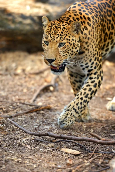 Leopar portre — Stok fotoğraf