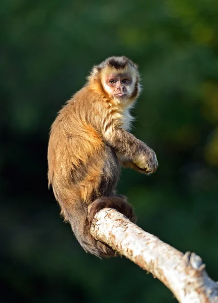 Opice na větvi — Stock fotografie
