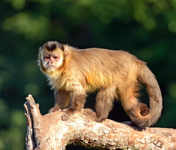 Monkey on a branch — Stock Photo, Image