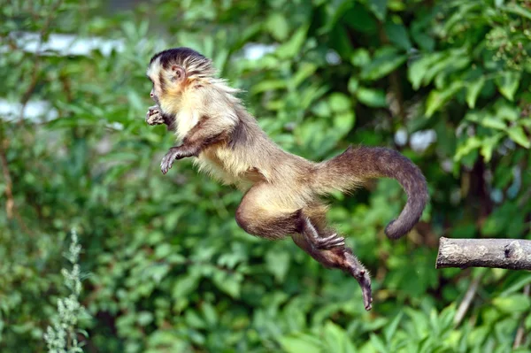 Macaco em um ramo — Fotografia de Stock