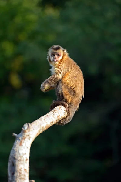 Macaco em um ramo — Fotografia de Stock