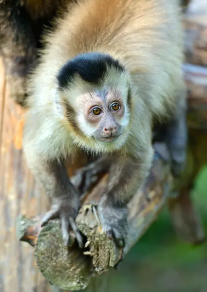 Macaco em um ramo — Fotografia de Stock