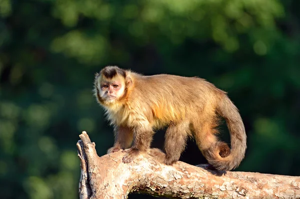 Monkey on a branch — Stock Photo, Image