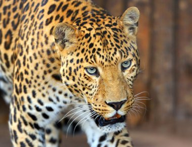 leopar