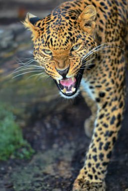 leopar