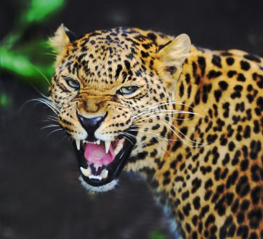 leopar