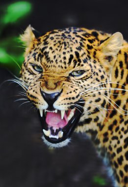 leopar