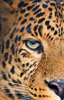 leopar