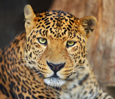 leopar