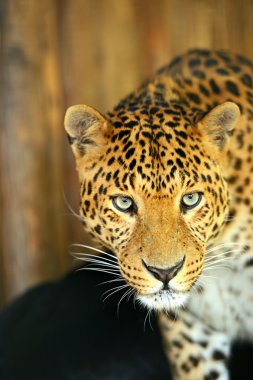 leopar
