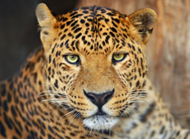 leopar