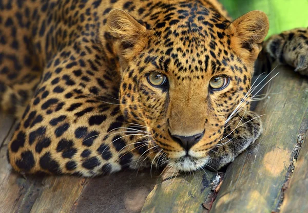 Leopardo — Foto de Stock