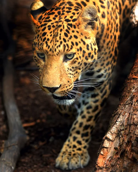 Leopardo — Fotografia de Stock