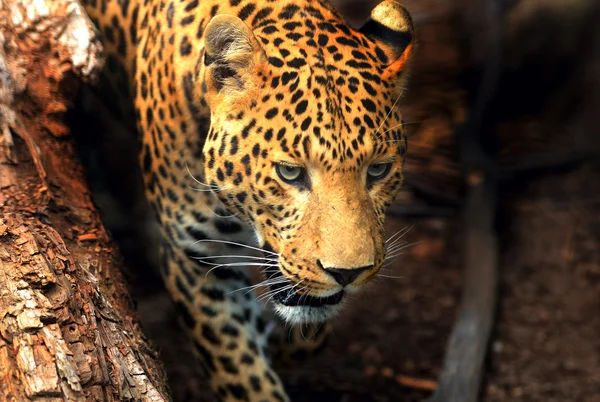 Leopardo — Foto de Stock