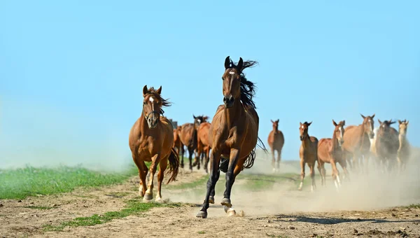 Haast paard — Stockfoto