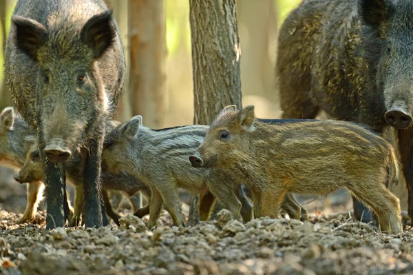 野生の豚 — ストック写真