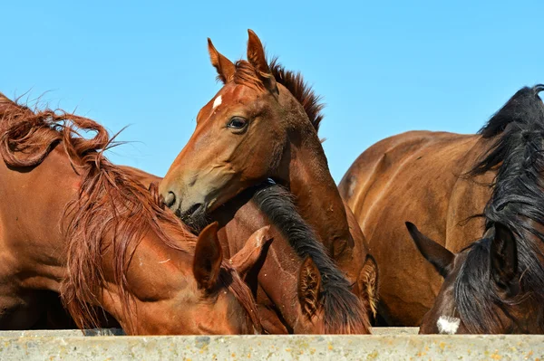 Portrait de cheval — Photo