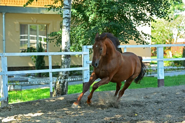 Pferd eilt herbei — Stockfoto