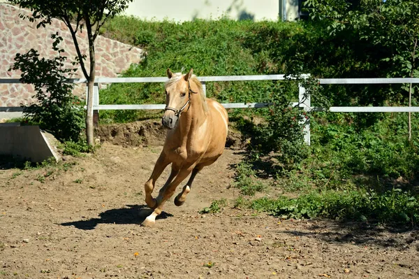 Häst skynda sig — Stockfoto