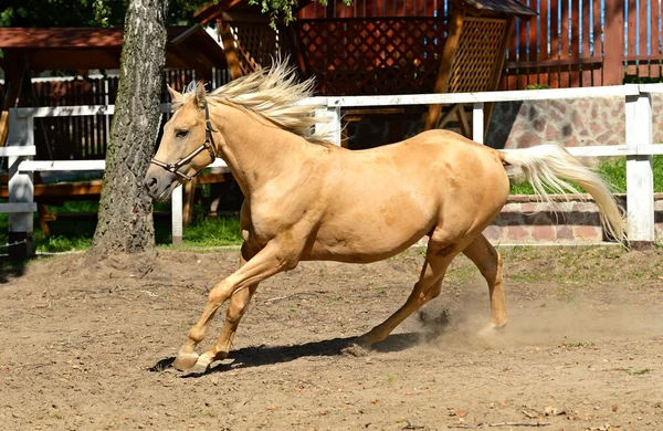 Спешащая лошадь — стоковое фото