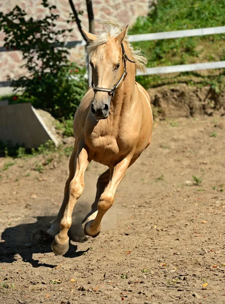 Horse hurrying — Stock Photo, Image