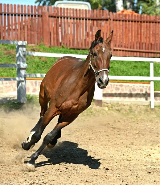 Häst skynda sig — Stockfoto
