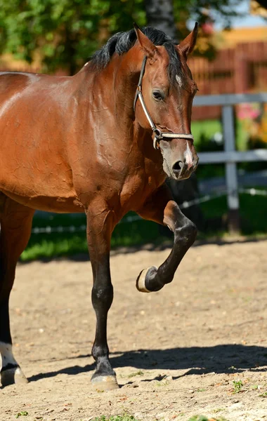 Cavalo correndo — Fotografia de Stock