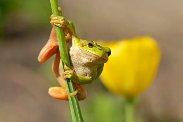 Portrét žáby — Stock fotografie