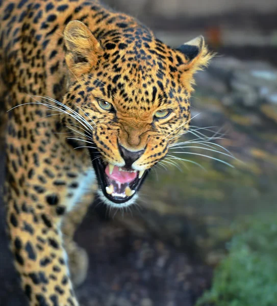 Leopardo — Foto de Stock