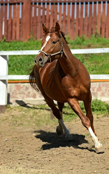 Kůň spěchá — Stock fotografie