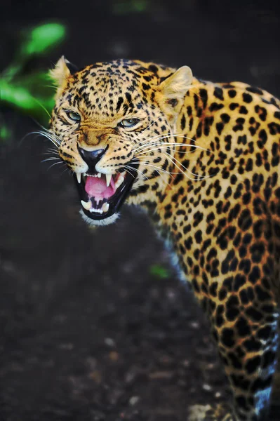 Leopard — Stockfoto