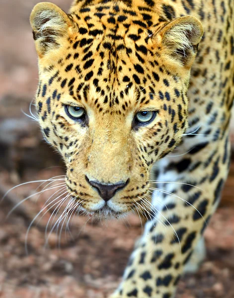 Leopardo — Foto Stock