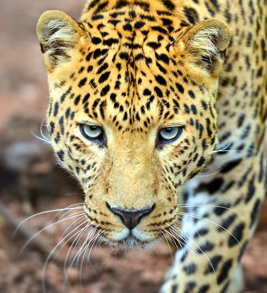 Leopard — Stockfoto