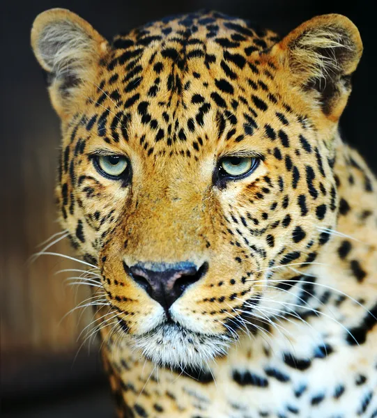 Leopardo — Foto de Stock