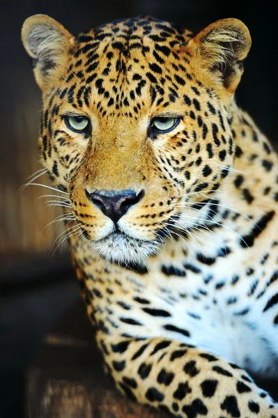 Leopard — Stockfoto