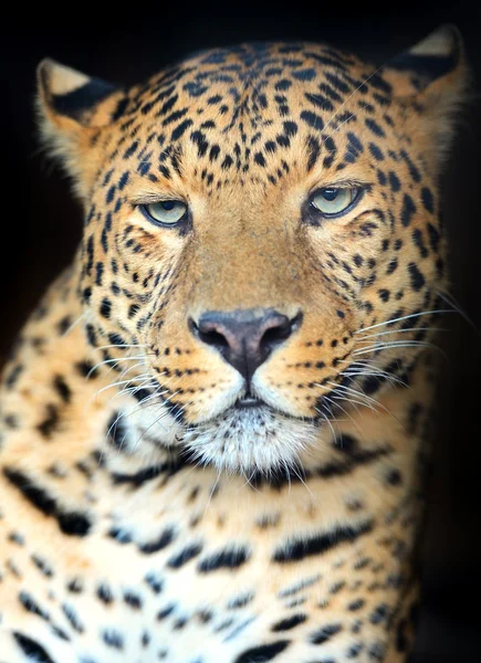 Leopard — Stockfoto