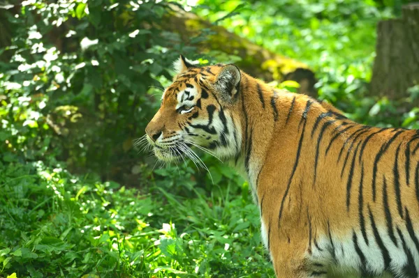 Tigres. — Foto de Stock