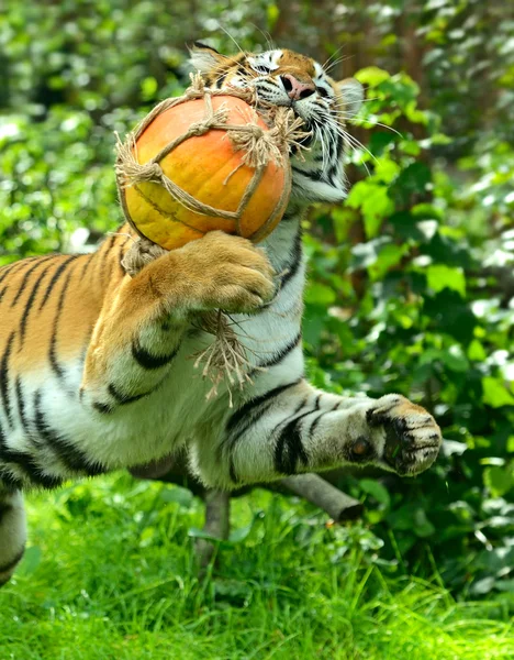 Tigres. — Foto de Stock