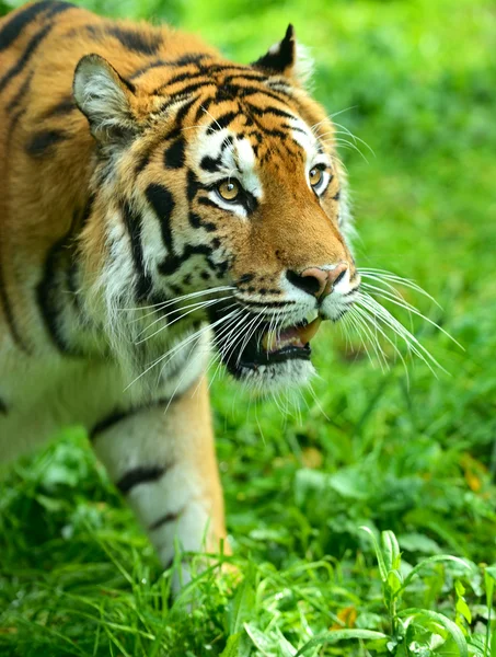 Tigres. —  Fotos de Stock