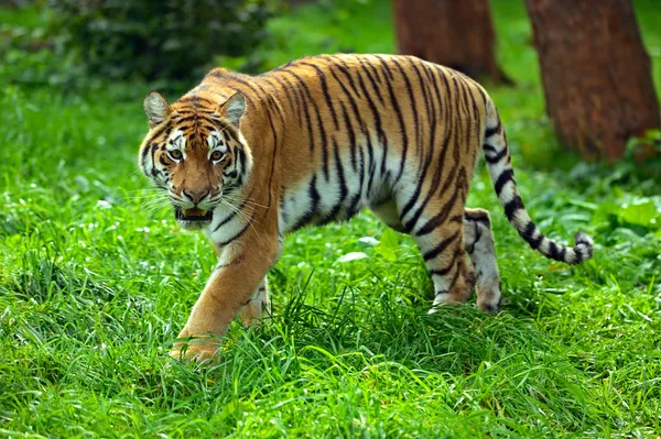 Tigres — Fotografia de Stock